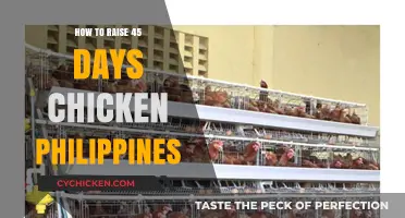 Raising 45-Day Chickens in the Philippines: A Quick Guide