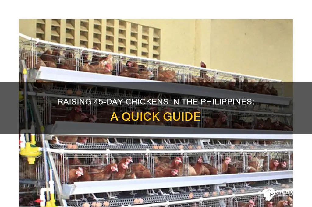 how to raise 45 days chicken philippines