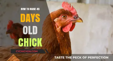 Raising 45-Day-Old Chicks: Essential Tips for Healthy Growth