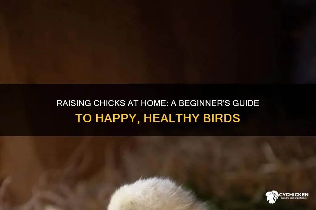 how to raise a chick at home