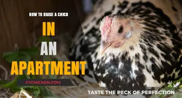 Urban Chick Raising: Tips for Apartment-Friendly Poultry Parenting
