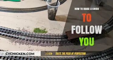 Training Chicks to Follow You: A Step-by-Step Guide for Success