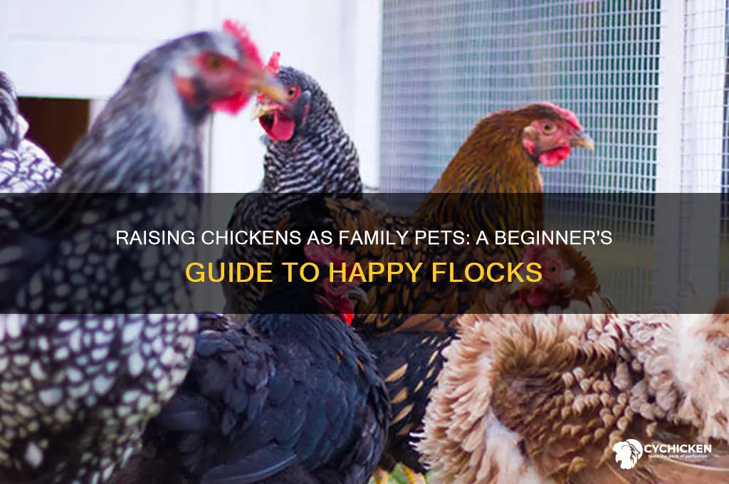 how to raise a chicken as a familypet