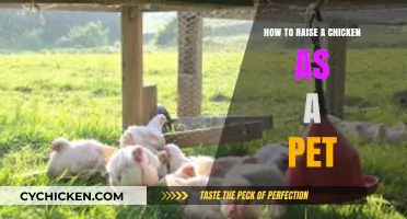 Raising Chickens as Pets: A Beginner's Guide to Happy Hens