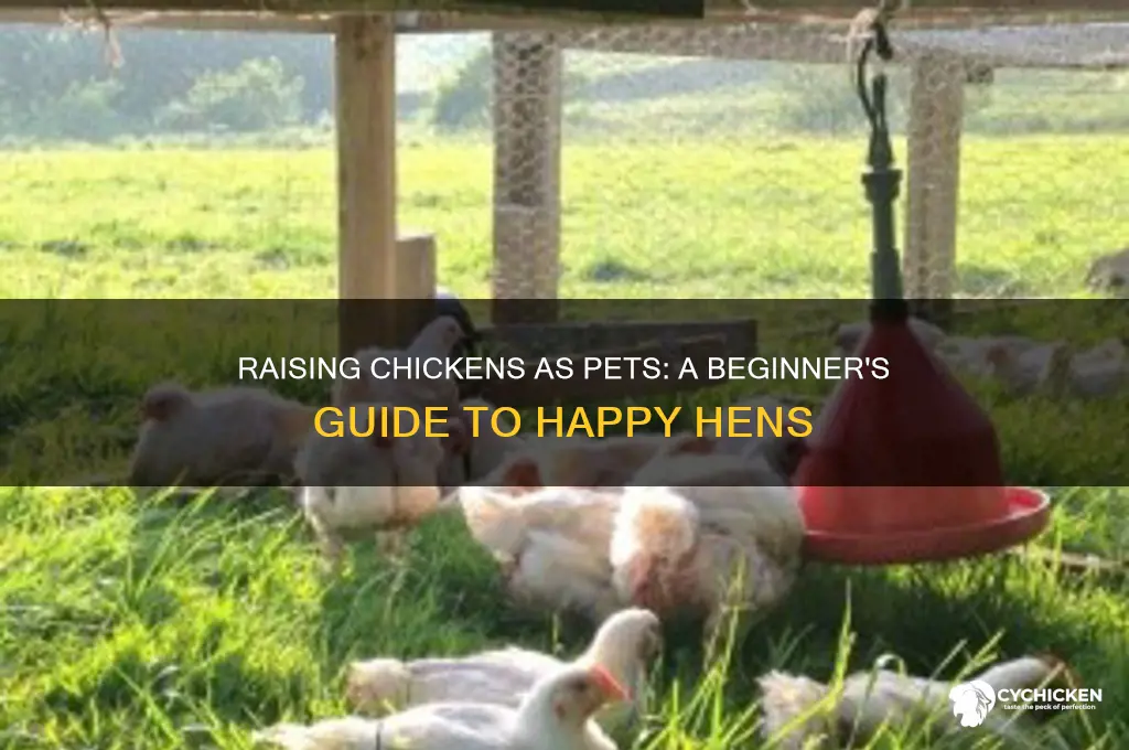 how to raise a chicken as a pet