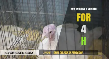 Raising Chickens for 4-H: A Beginner's Guide to Success