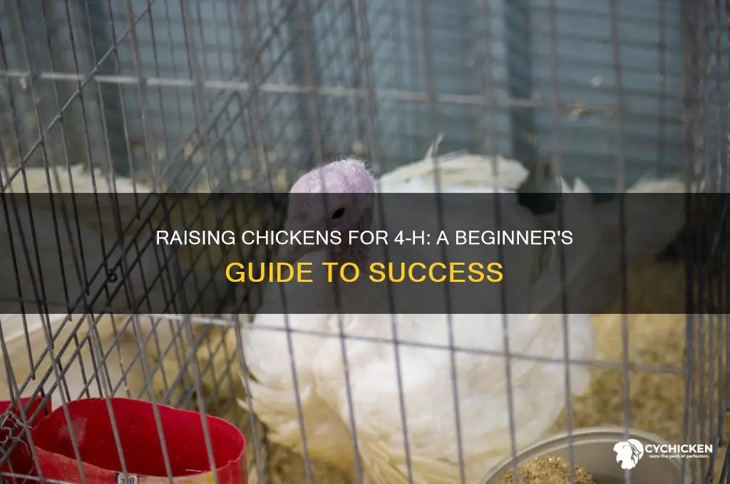 how to raise a chicken for 4 h