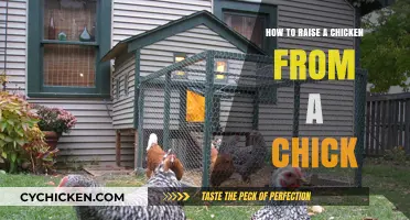 From Hatchling to Hen: A Beginner's Guide to Raising Chickens
