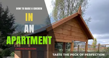 Urban Chicken Keeping: Tips for Raising Chickens in Apartments