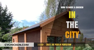 Urban Chicken Raising: A Beginner’s Guide to City Coop Life