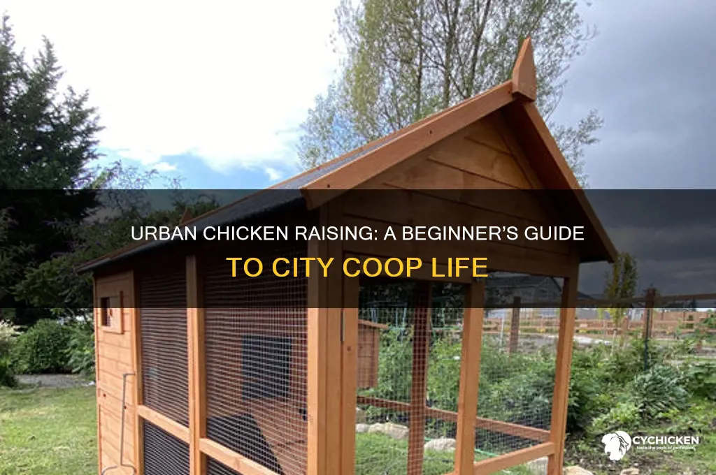 how to raise a chicken in the city