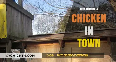 Urban Chicken Keeping: A Beginner's Guide to Raising Chickens in the City