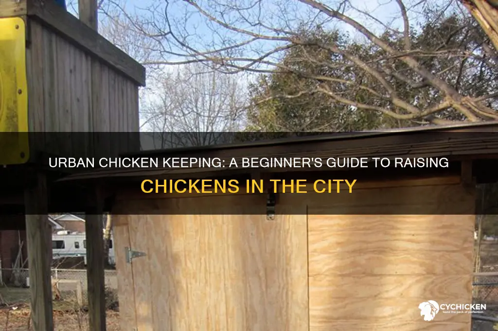 how to raise a chicken in town
