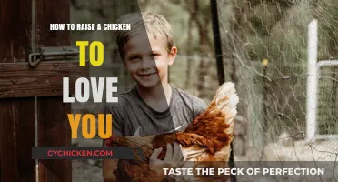 Building Bonds: Raising a Chicken to Love You Unconditionally