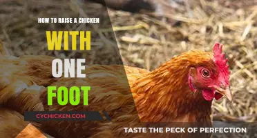 Raising a One-Footed Chicken: Care, Tips, and Success Strategies
