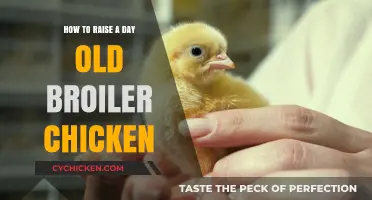 Essential Tips for Raising Healthy Day-Old Broiler Chickens Successfully