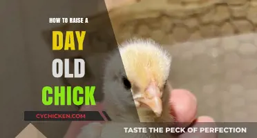 Essential Tips for Raising Healthy Day-Old Chicks Successfully at Home