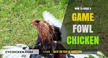 Mastering Game Fowl Raising: Essential Tips for Healthy, Strong Chickens
