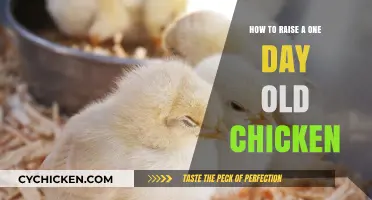 Caring for Day-Old Chicks: Essential Tips for Healthy Growth