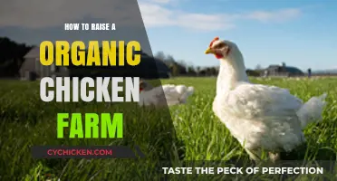 Sustainable Poultry Farming: A Guide to Raising Organic Chickens