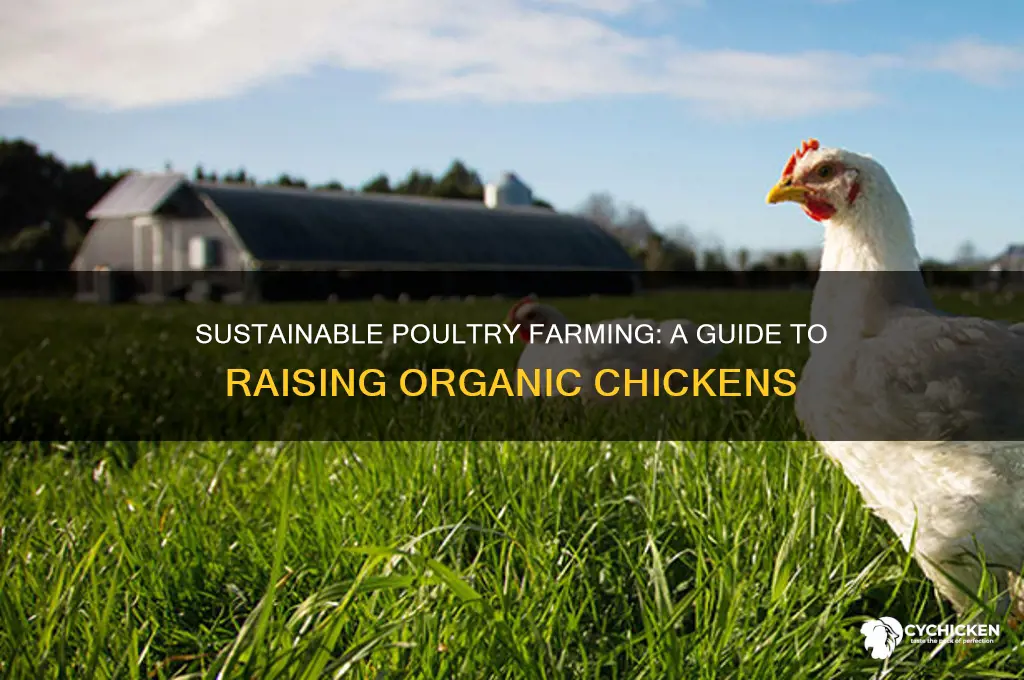 how to raise a organic chicken farm