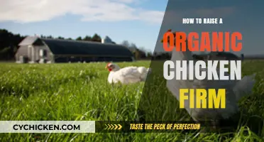 Raising Organic Chickens: A Comprehensive Guide to Sustainable Farming Success