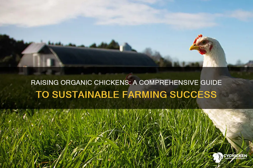 how to raise a organic chicken firm