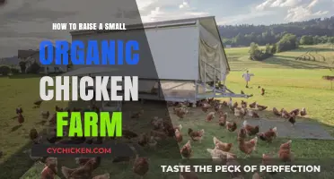 Sustainable Small-Scale Organic Chicken Farming: A Beginner's Guide to Success