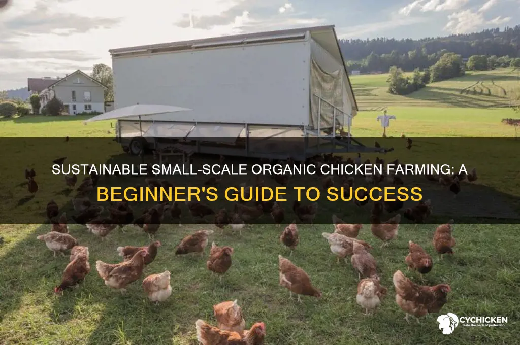 how to raise a small organic chicken farm