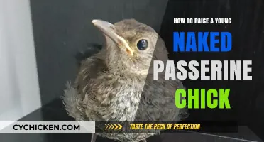Caring for Naked Passerine Chicks: Essential Tips for Successful Hand-Rearing