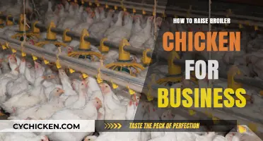Profitable Broiler Chicken Farming: A Step-by-Step Business Guide