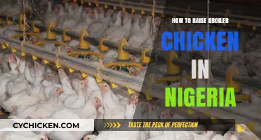 Profitable Broiler Chicken Farming in Nigeria: A Comprehensive Guide