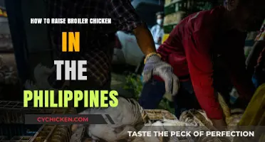 Raising Broiler Chickens in the Philippines: A Comprehensive Guide
