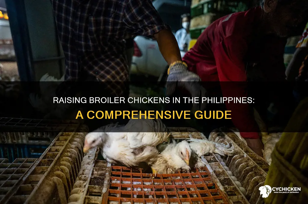 how to raise broiler chicken in the philippines