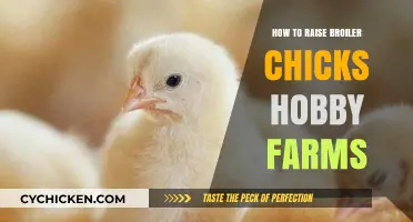 Raising Broiler Chicks on Hobby Farms: A Beginner's Guide