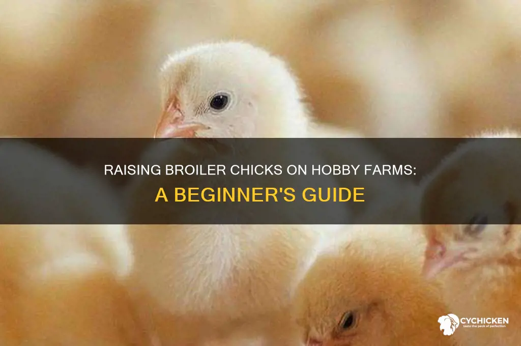 how to raise broiler chicks hobby farms
