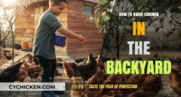 Backyard Chicken Raising: A Beginner’s Guide to Happy, Healthy Flocks