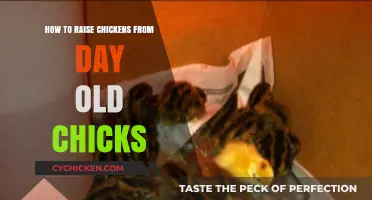 Raising Day-Old Chicks: A Beginner's Guide to Happy, Healthy Chickens