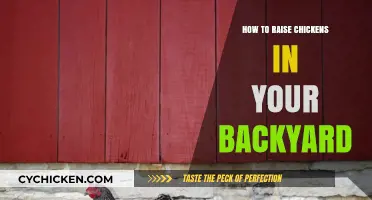 Backyard Chicken Raising: A Beginner’s Guide to Happy, Healthy Flocks