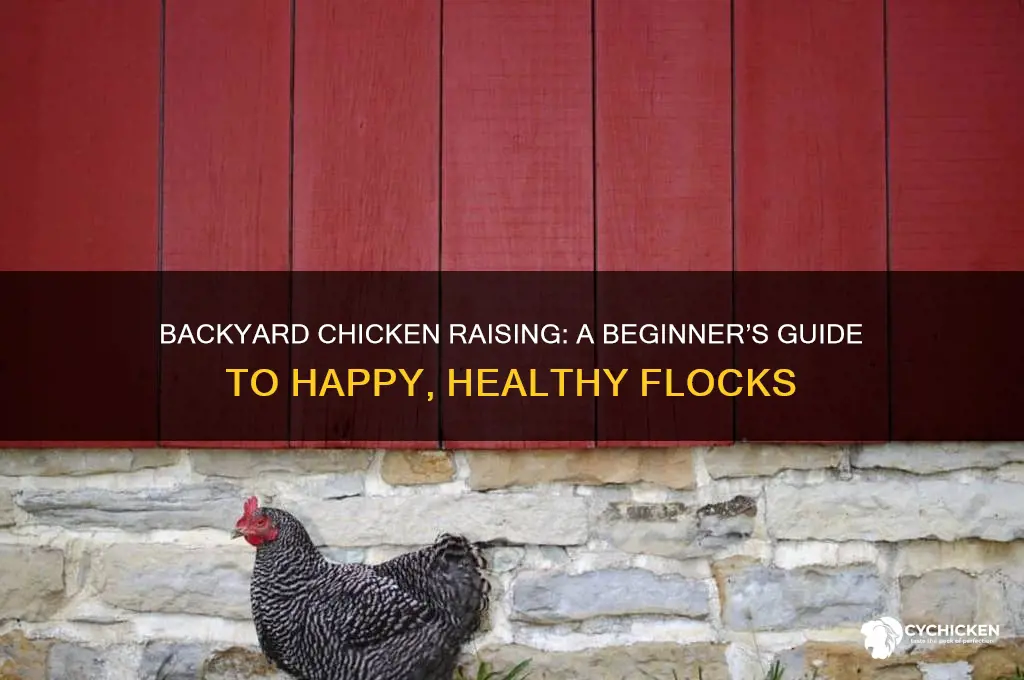 how to raise chickens in your backyard