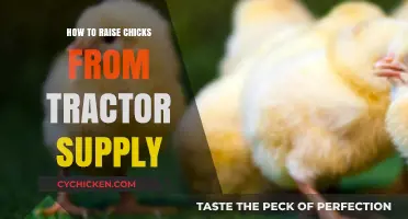 Raising Tractor Supply Chicks: A Beginner’s Guide to Happy, Healthy Birds