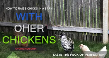 Raising Chicks in a Barn: Integrating with the Flock