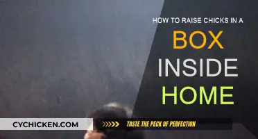 Raising Chicks: A Guide to Indoor Brooding