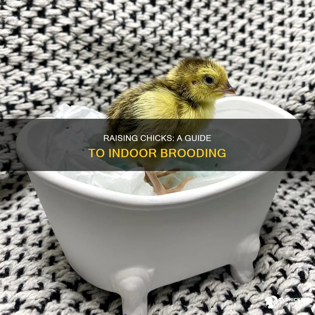 how to raise chicks in a box inside home