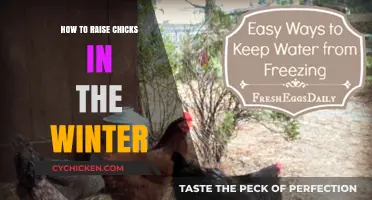 Winter Chick Care: Essential Tips for Raising Healthy Chicks in Cold Weather
