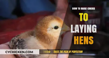 Raising Chicks to Productive Laying Hens: A Beginner's Guide