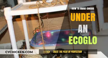EcoGlo Chick Raising: A Step-by-Step Guide for Healthy Chicks