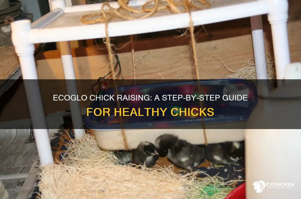 how to raise chicks under an ecoglo