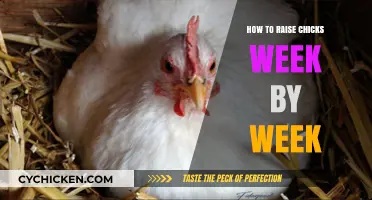 Raising Chicks: A Week-by-Week Guide to Healthy Growth