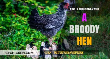 Raising Chicks Naturally: A Guide to Using a Broody Hen